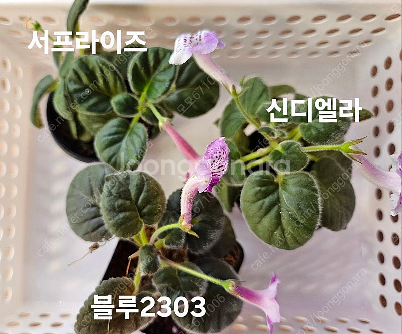 서프라이즈 포함 미니신닌기아 3종 일괄 분양합니다--2