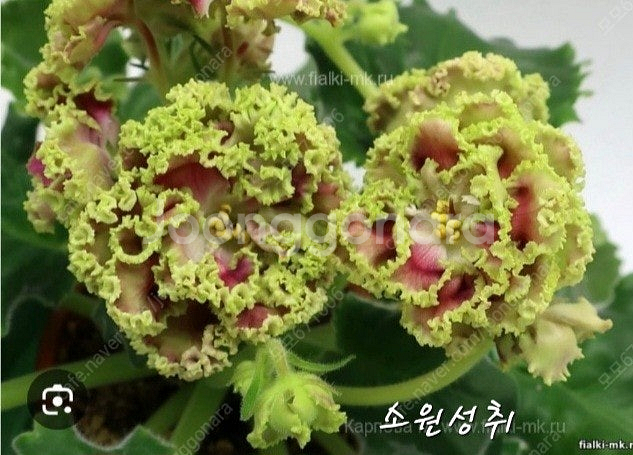 소원성취 포함 미니바이올렛 5종 일괄분양 합니다--0