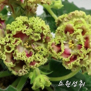 소원성취 포함 미니바이올렛 5종 일괄분양 합니다