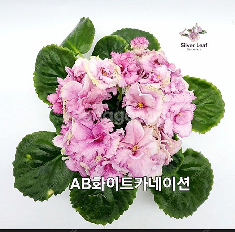 소원성취 포함 미니바이올렛 5종 일괄분양 합니다--4