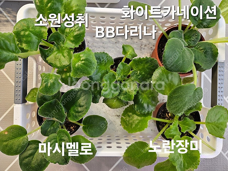 소원성취 포함 미니바이올렛 5종 일괄분양 합니다--5