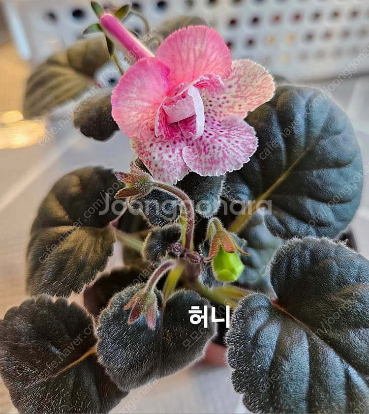 허니포함 미니신닌기아 3종 일괄분양 합니다--0