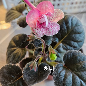 허니포함 미니신닌기아 3종 일괄분양 합니다