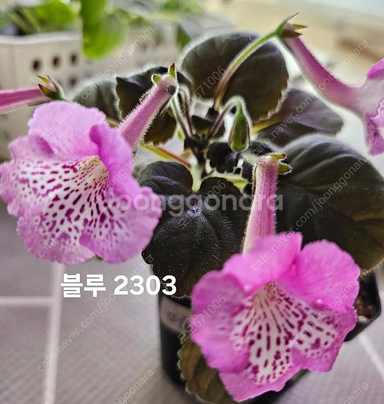 허니포함 미니신닌기아 3종 일괄분양 합니다--2