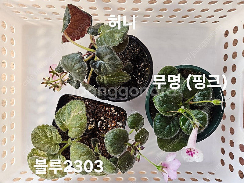 허니포함 미니신닌기아 3종 일괄분양 합니다--3