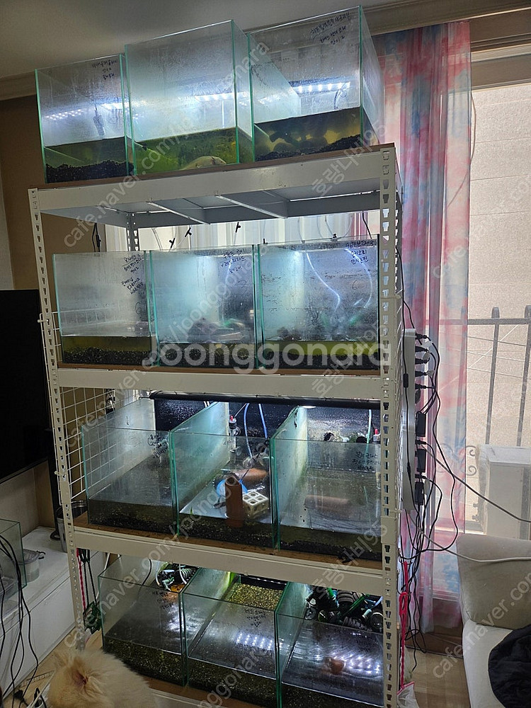 유리 어항22개+축양장 나눔--0