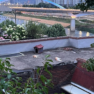 플립7 512