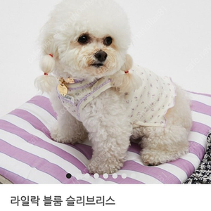 루이독 M / 수량2개 (새제품)