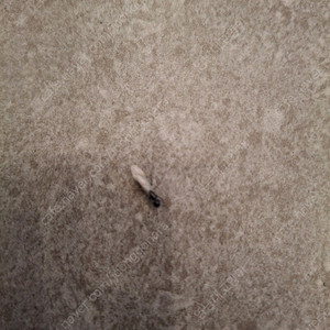 엑박모터스포츠 4 삽니다(xbox 360)