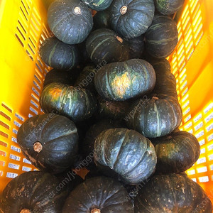제주 가정용 미니단호박 소과 10KG 밤호박 보우짱 특가 한정수량 택비포함