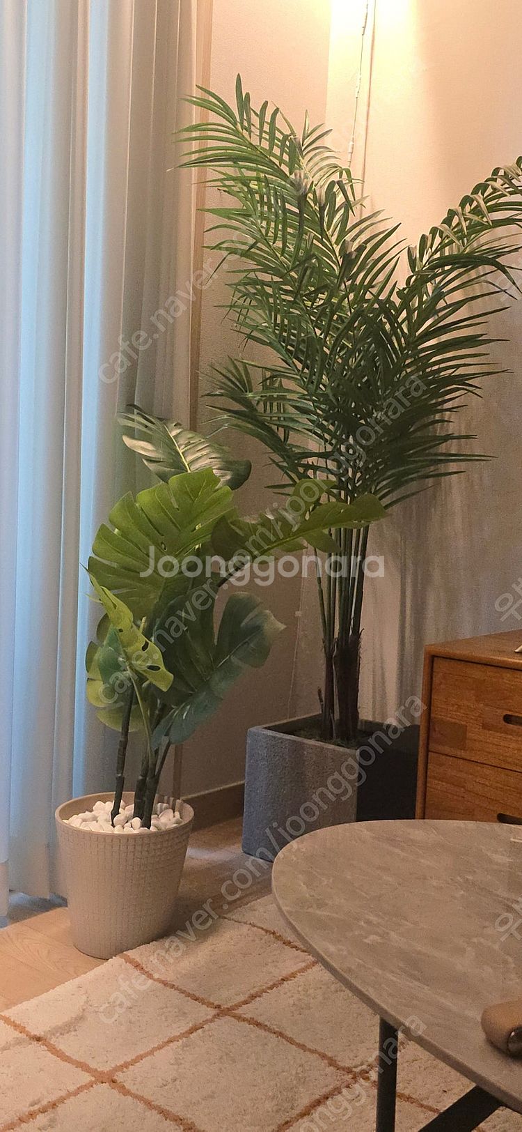이레카자야 대형조화 170cm, 바나나나무 100cm ...--0