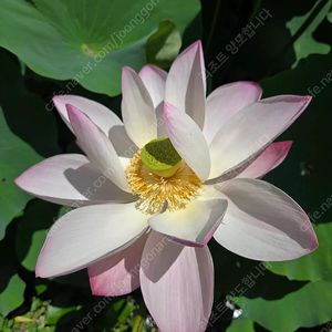 대명 변산 천안 소노벨 영덕파나크 평창 휘닉스 리조트 7월26.27.28.29.30.31일 8월1.2.15.16일