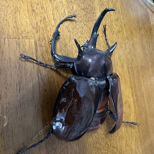 반다에 동물대도감 어드밴스 마르스 풍뎅이