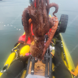 [대전]바이킹리로드 피싱카약 동력+어탐기 풀세팅 판매, 가격 10만원 인하 이미지