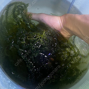 의정부 해초 판매 (해수어산호어항용)