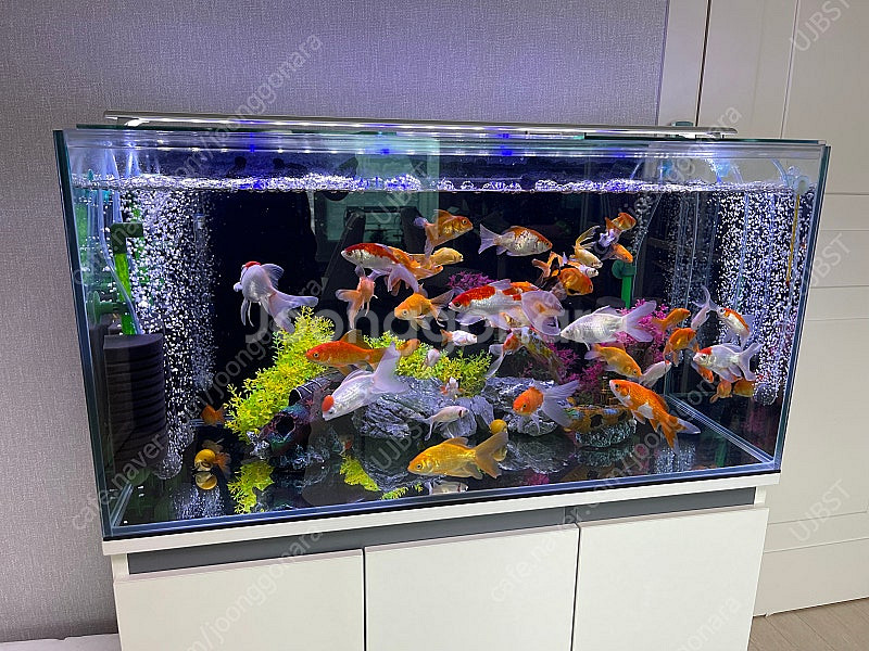 (경기 북부) 프리미엄 3자 광폭 수조 90x45x45...--1