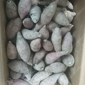 고구마10kg 만3천원 무료배송