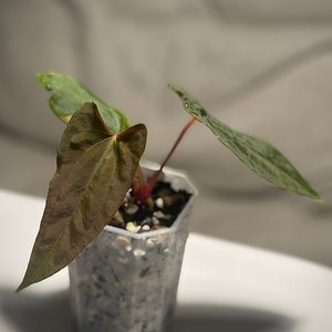 안스리움 RlxFs 셀렉