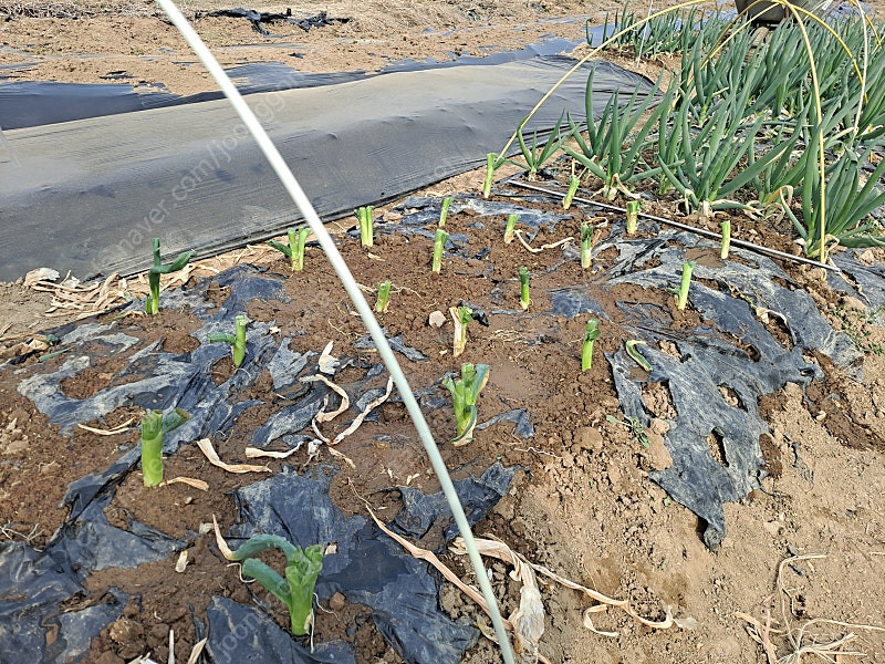 모종, 요술파/순천동파 이미지