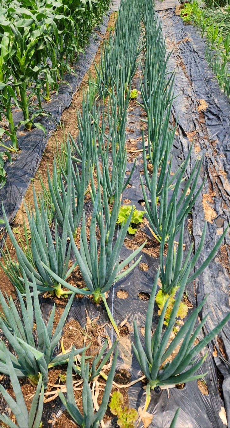 모종, 요술파/순천동파 이미지