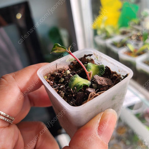 호야 칸야쿠마리아나 바리에가타