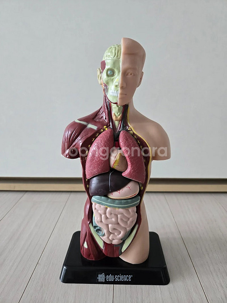 에듀사이언스 인체모형 상반신 해부도--0