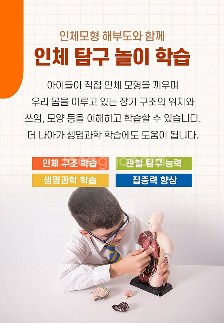 에듀사이언스 인체모형 상반신 해부도--4