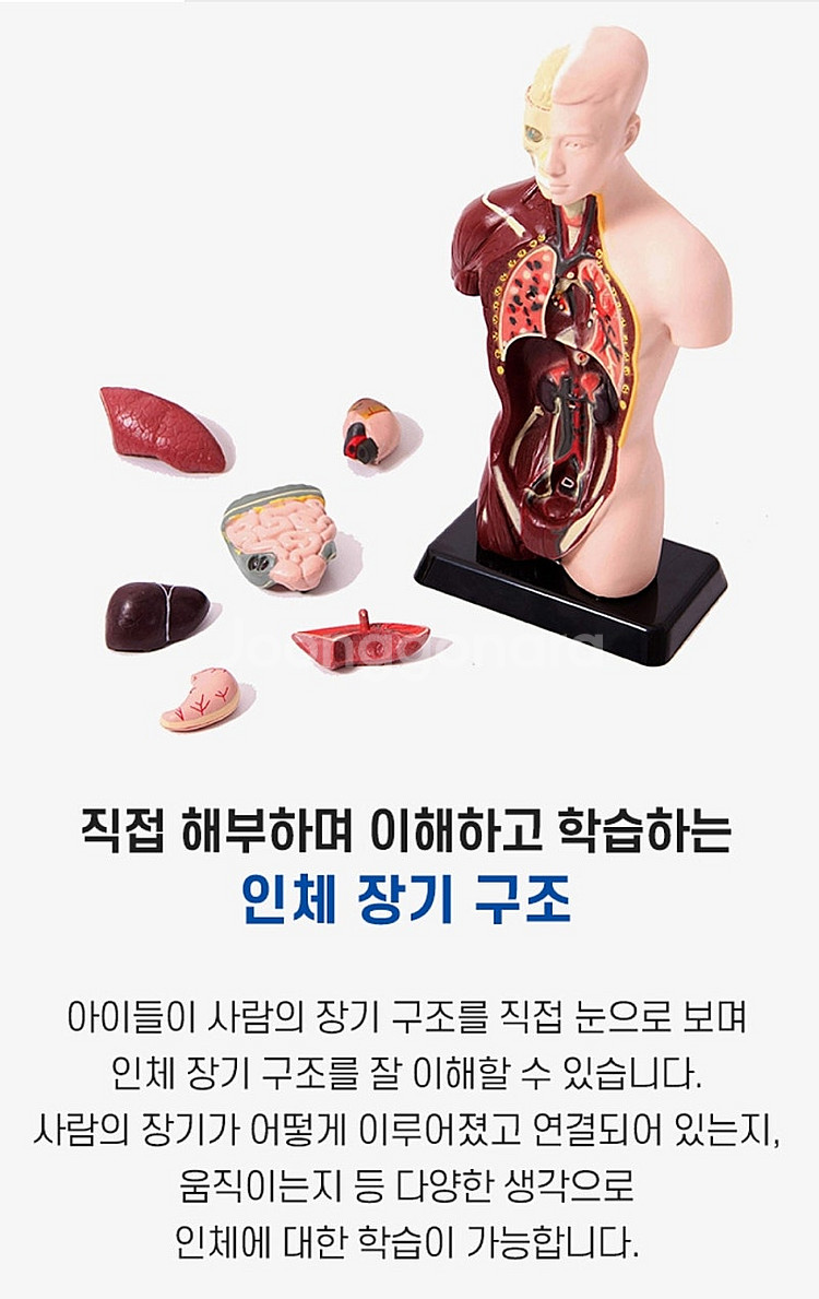 에듀사이언스 인체모형 상반신 해부도--5