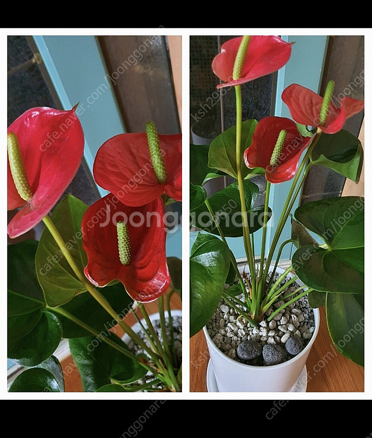 공기정화식물 안스리움 예쁨깨끗 고급최상품 저렴히2만5천...--0