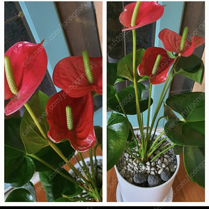 공기정화식물 안스리움 예쁨깨끗 고급최상품 저렴히2만5천원 선물하시면 좋음(수원)
