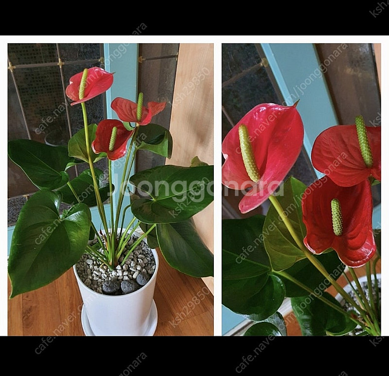공기정화식물 안스리움 예쁨깨끗 고급최상품 저렴히2만5천...--6