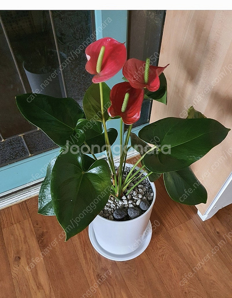 공기정화식물 안스리움 예쁨깨끗 고급최상품 저렴히2만5천...--8