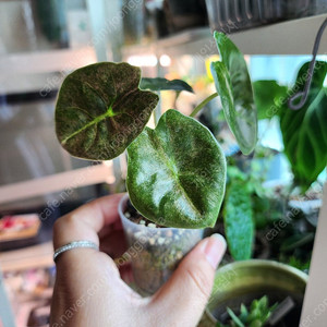 알로카시아 골든본(핑크본)바리에가타