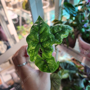 알로카시아 미스틱(1번라인)