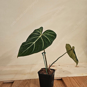 필로덴드론 글로리오섬 분양합니다