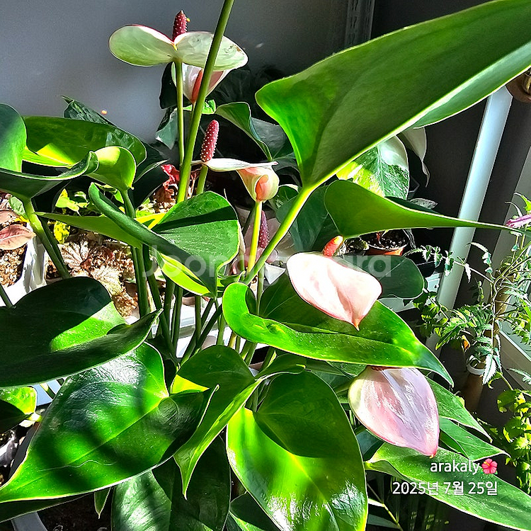 식물/안스리움 마타타--1