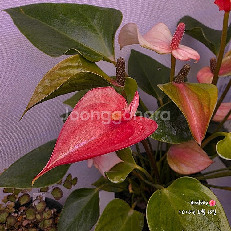 식물/안스리움 마타타--2