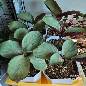 식물/칼라데아 실버플레이트