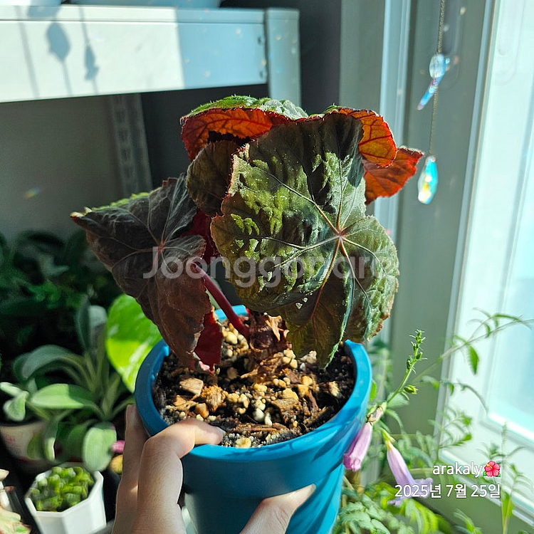 식물/베고니아 플댄/다크맘보/타코나이트/미라제--3