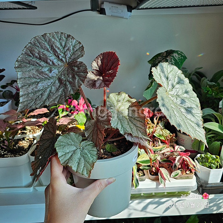 식물/베고니아 플댄/다크맘보/타코나이트/미라제--6