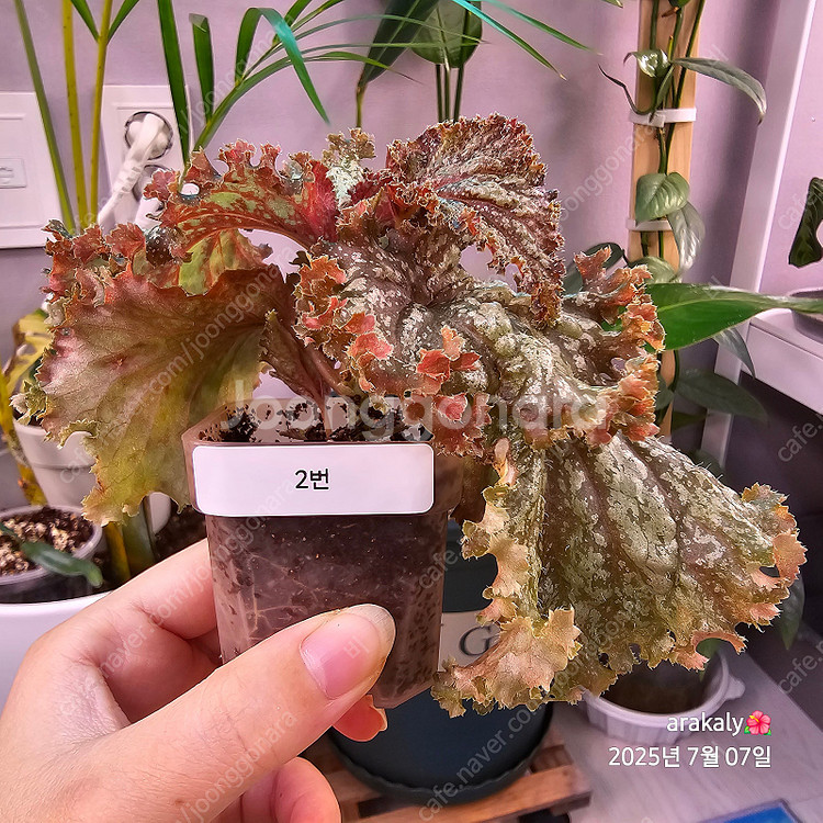 식물/플라밍고 댄스 유묘--2