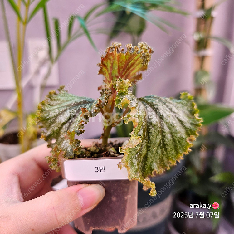 식물/플라밍고 댄스 유묘--4