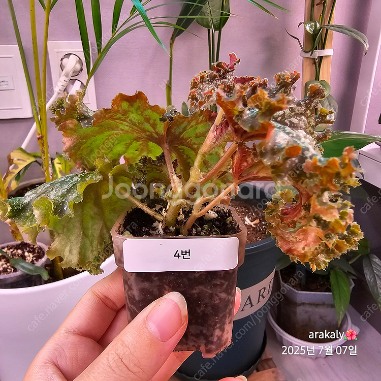 식물/플라밍고 댄스 유묘--5