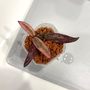 호야 시길라티스 알보