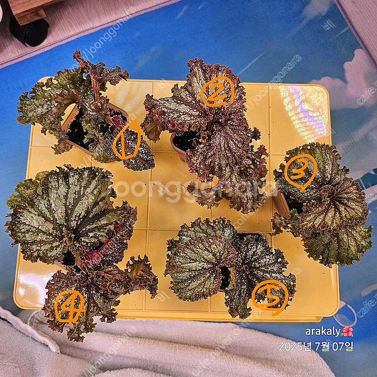 식물/ 무늬R리고무나무--0