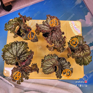 식물/ 무늬R리고무나무