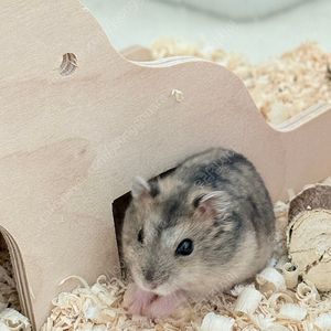 시흥 무료 햄스터분양해요