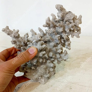 바닷속 산호 만원 20cm 내외 (택배비 별도)