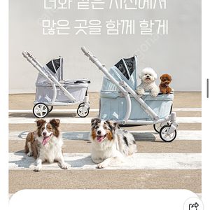 폼포라펫 클래식 웨건 새상품
