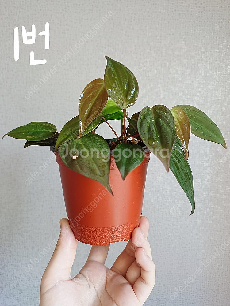 호야 민트코인, 호야 윌버그레이브 풀실버, 호야 뉴기니...--6